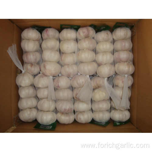 Normal White Garlic 4 pieces bag different sizes